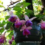 Fuchsia 'Eva Boerg' - Bellenplant