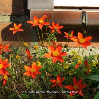 Bidens 'Beedance Painted Red'