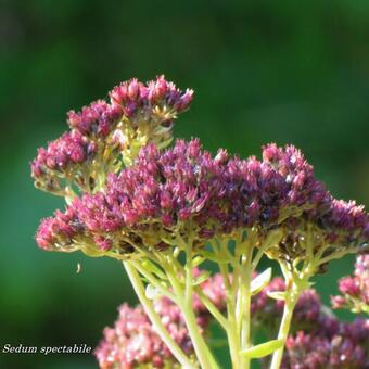 Sedum spectabile