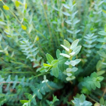 Hypericum polyphyllum