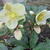 Helleborus x ericsmithii HGC 'Marlon'