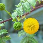 Acacia paradoxa - Mimosa, Kangoeroedoorn