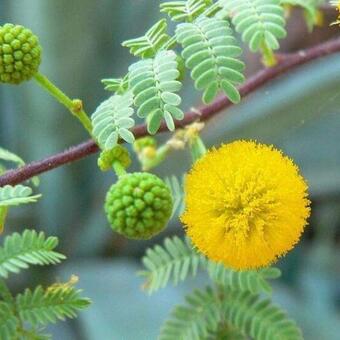 Acacia paradoxa