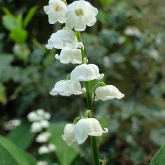 Convallaria majalis