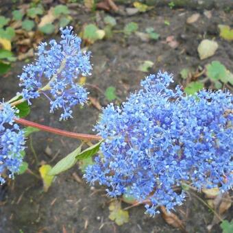 Ceanothus x delilianus 'Gloire de Versailles'