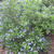 Ceanothus impressus 'Victoria'