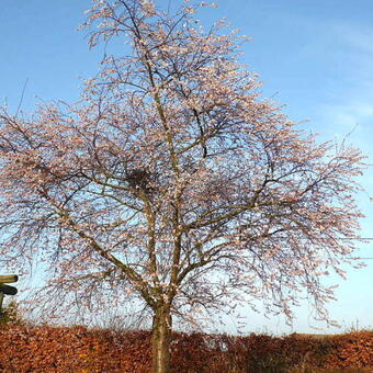 Prunus x subhirtella 'Autumnalis Rosea'