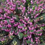 Erica carnea 'Winterfreude' - Winterheide