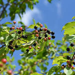 Frangula alnus - Sporkehout, vuilboom