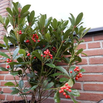 Skimmia japonica 'Temptation'