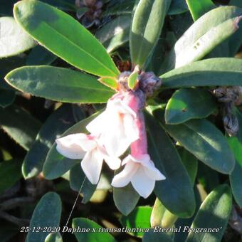 Daphne x transatlantica 'Eternal Fragrance'