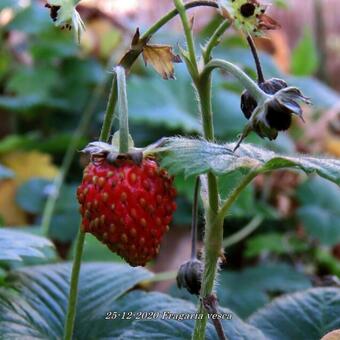 Fragaria vesca