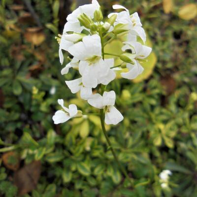 Rijstebrij, scheefkelk, rijstebrijplant - Arabis ferdinandi-coburgi 'Old Gold'