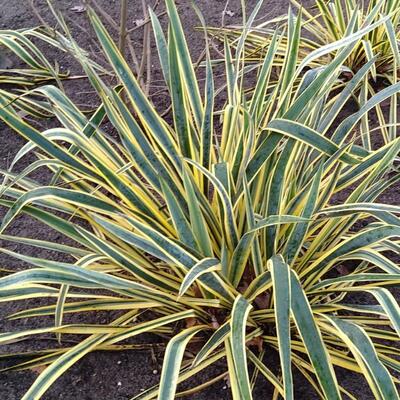 Palmlelie - Yucca filamentosa 'Bright Edge'