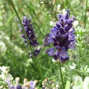 Lavandula angustifolia 'Hidcote'