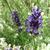 Lavandula angustifolia 'Hidcote'