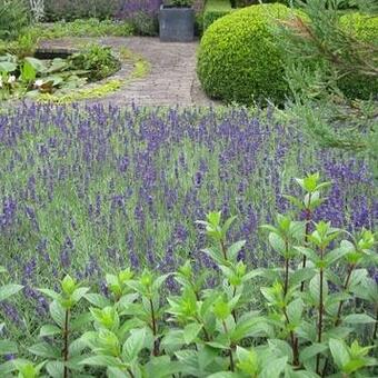 Lavandula angustifolia 'Hidcote'