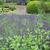 Lavandula angustifolia 'Hidcote'