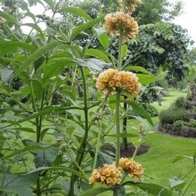 Vlinderstruik - Buddleja x weyeriana 'Sungold'