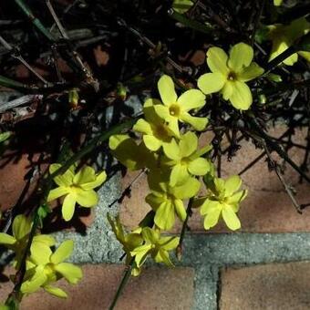 Jasminum nudiflorum