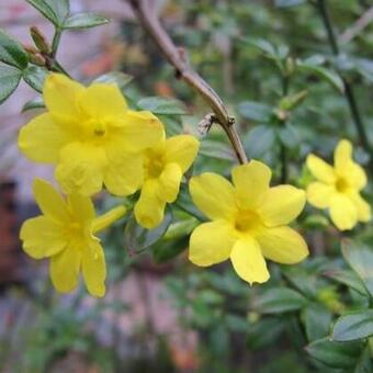 Jasminum nudiflorum