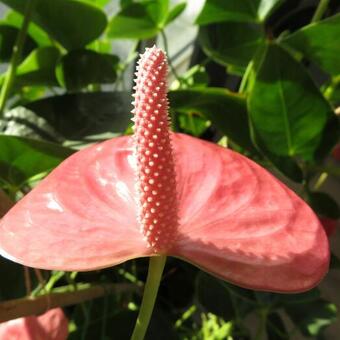 Anthurium