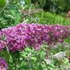 vlinderstruik - Buddleja davidii 'Pink Delight'