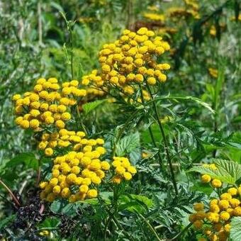 Tanacetum vulgare