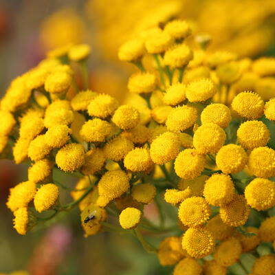 Tanacetum vulgare - Boerenwormkruid