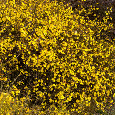 Jasminum nudiflorum - Winterjasmijn