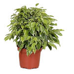 Ficus benjamina 'Kinky' - Treurvijg