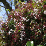 Jasminum polyanthum - Jasmijn, Kamerjasmijn