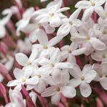 Jasminum polyanthum - Jasmijn, Kamerjasmijn