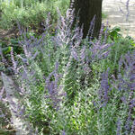 Perovskia atriplicifolia 'Blue Spire' - Russische salie - Perovskia atriplicifolia 'Blue Spire'