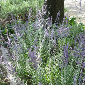 Perovskia atriplicifolia 'Blue Spire'