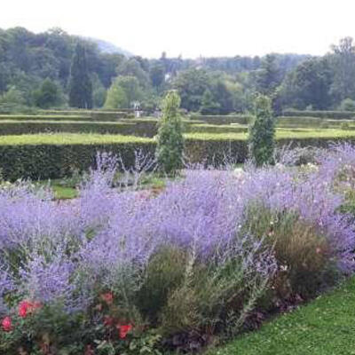 Russische salie - Perovskia atriplicifolia 'Blue Spire'