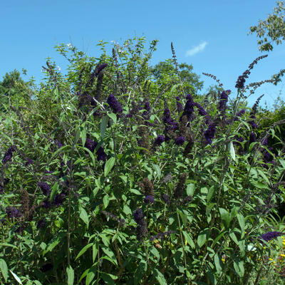 Vlinderstruik - Buddleja davidii 'Black Knight'