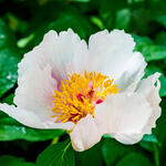 Paeonia suffruticosa  (wit) - Boompioen