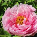 Paeonia suffruticosa  (roze) - Boompioen