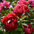 Paeonia suffruticosa  (rood)