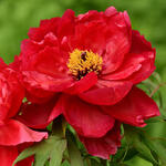 Paeonia suffruticosa  (rood) - Boompioen