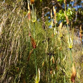 Elegia capensis