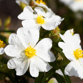 Cistus monspeliensis