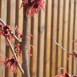 Hamamelis x intermedia 'Ruby Glow' - Toverhazelaar