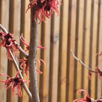 Hamamelis x intermedia 'Ruby Glow'