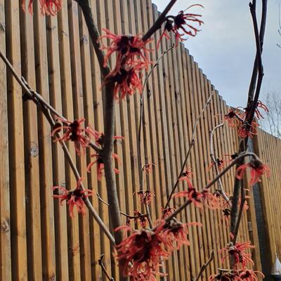 Toverhazelaar - Hamamelis x intermedia 'Ruby Glow'