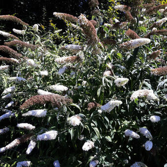 Buddleja davidii 'White Profusion'