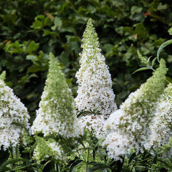 Buddleja davidii 'White Profusion'