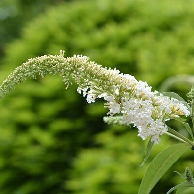 Buddleja davidii 'White Profusion'  - Vlinderstruik