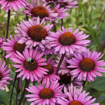 Echinacea purpurea